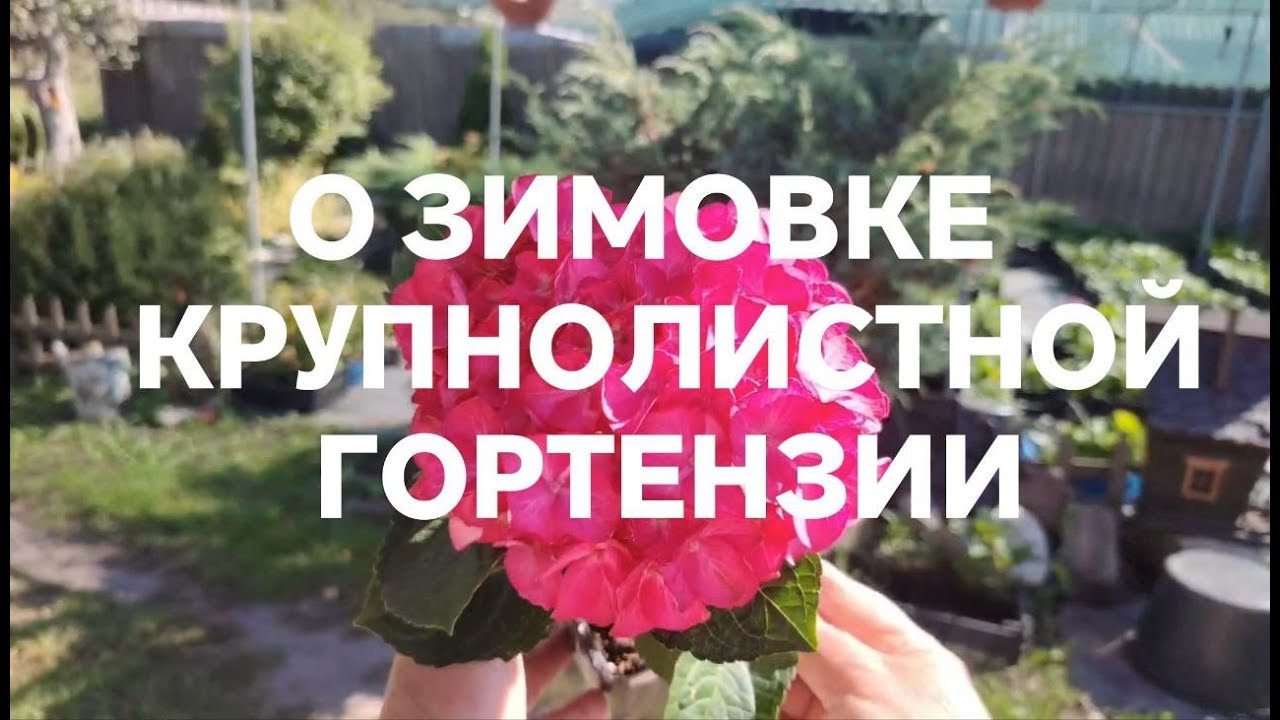 О подготовке к зиме крупнолистной гортензии