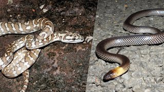 Celebrity Jungle Carpet Pythons and Brown-headed Snakes in Cape York! Net Worth