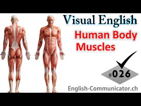 #026 Visual English Language Learning Practical Vocabulary Human Body Muscles Anterior View