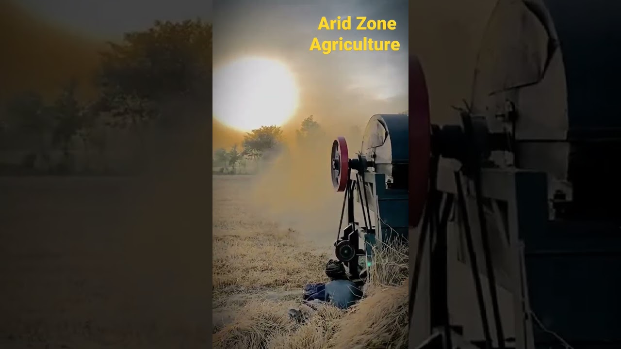 Wheat 🌾 threshing 2K23 | ARID ZONE AGRICULTURE 