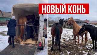 НОВЫЙ КОНЬ | СТАБУНИВАНИЕ ЛОШАДЕЙ