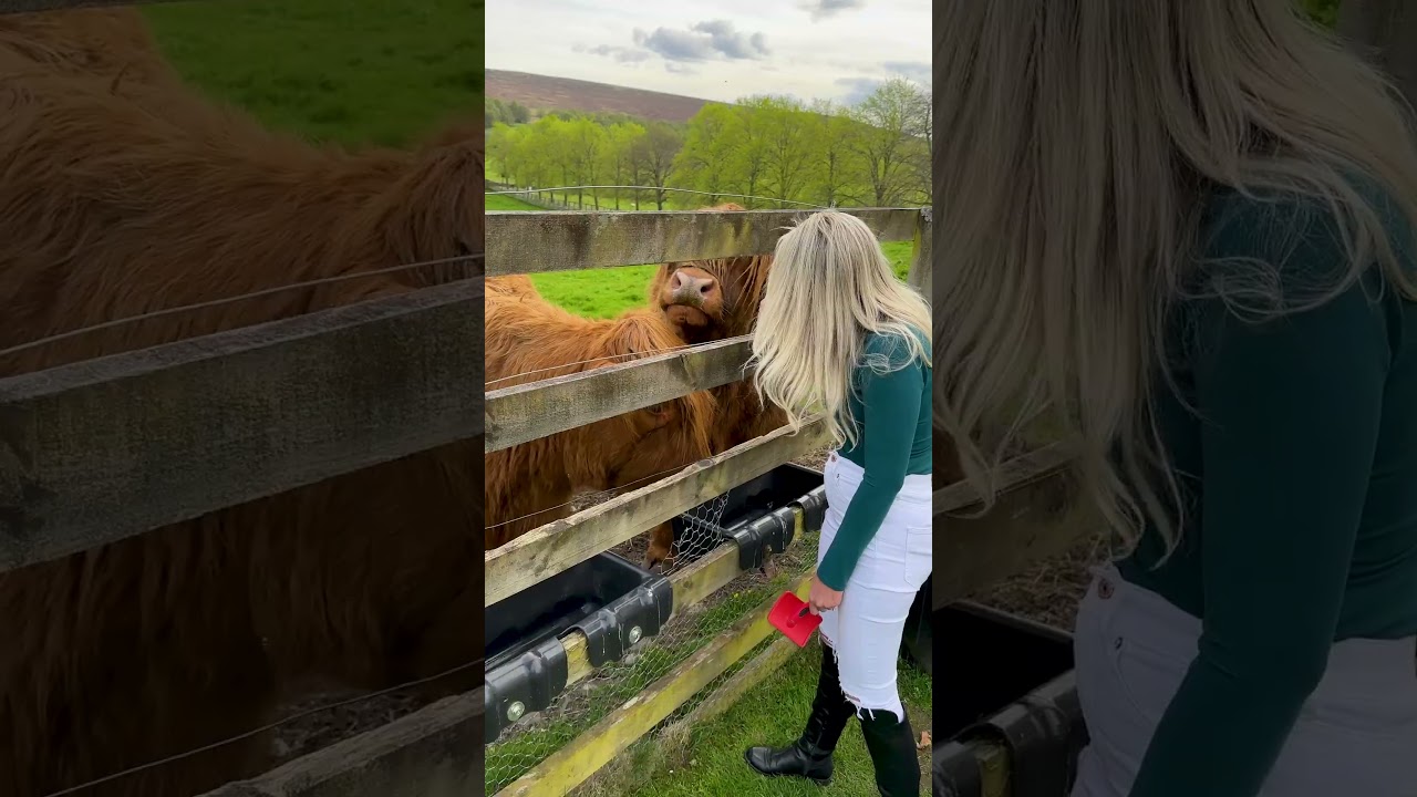 🐮🧡Hairy Cow Alert