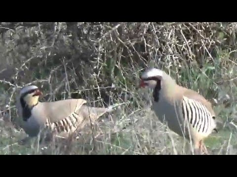 Çatı Keklik Avı 2024  / Rebhuhn Petek_200_ مطاردة الحجل куроnatka Partridge Chakor Perdiz Pedrix