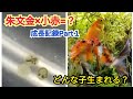 金魚が産卵していたので、稚魚を育ててみた。朱文金と小赤の交雑【成長記録】Part.１