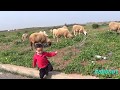 moutons -The sheep graze and my child is hilarious
