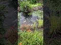 Koi feeding frenzy / koi pond