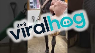 Angry Looking Horse Is Actually A Big Softie Viralhog
