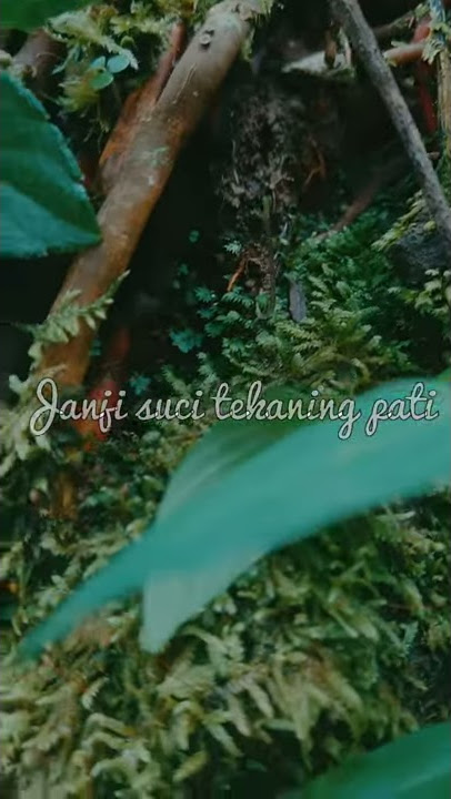 Happy Asmara-Salam Tresno Status 40Detik