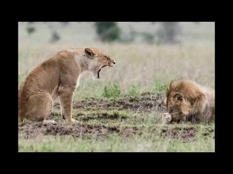 Video: Si Të Luani Buzëkuqin