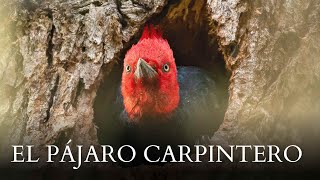 El Pájaro Carpintero: Gigante de la Patagonia | Mini Documental