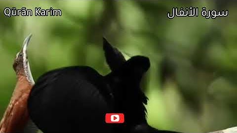 سورة الأنفال كاملة للشيخ محمد حسان