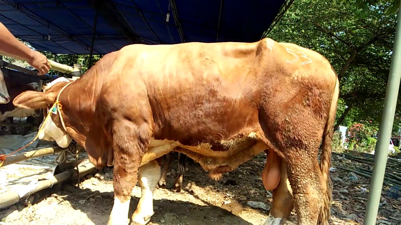 Sapi Kurban Besar / Memilih kambing qurban - Potensi Peternakan Kambing