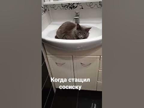 Зачем ругаешься? #кот #cat #озвучка #рек - YouTube