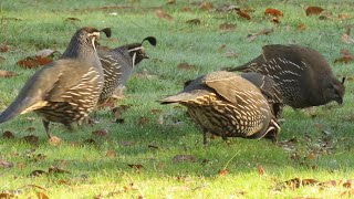 California Quail big family: feeding at sunrise in winter