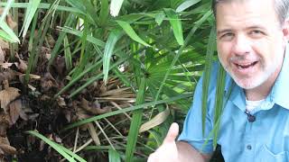 Needle Palm Rhapidophyllum Hystrix - Plant Identification