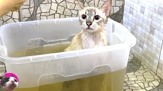 A cat who hates the bath does not move because the medicinal herb bath is too comfortable # 78