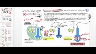 Aminoacyl tRNA Synthetase: Part 1