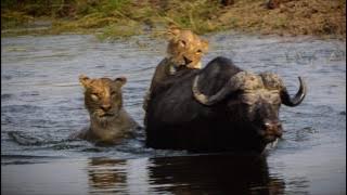 Chobe National Park - Lions attack Buffalo - Oct 10, 2016