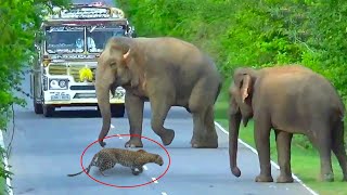 Wild Elephant Blok The Road Tiger Need To Cross The Road