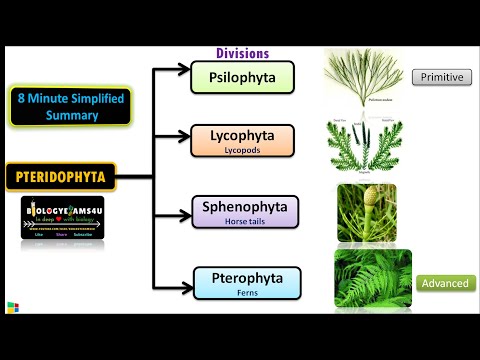 Classification of Pteridophytes with example || biologyexams4u
