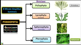 Klasifikasi Tumbuhan Pteridofita Beserta Contohnya | Klasifikasi Tumbuhan