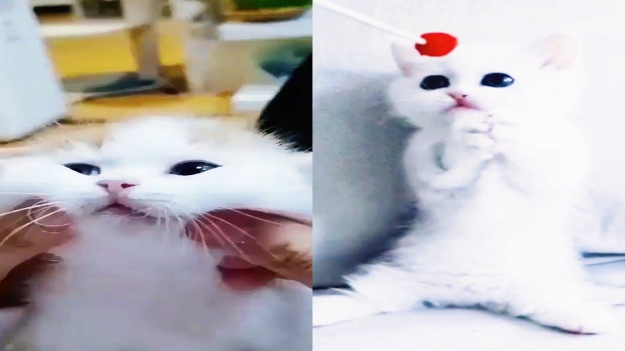 adorable cats response, want your attraction || Aw Pets