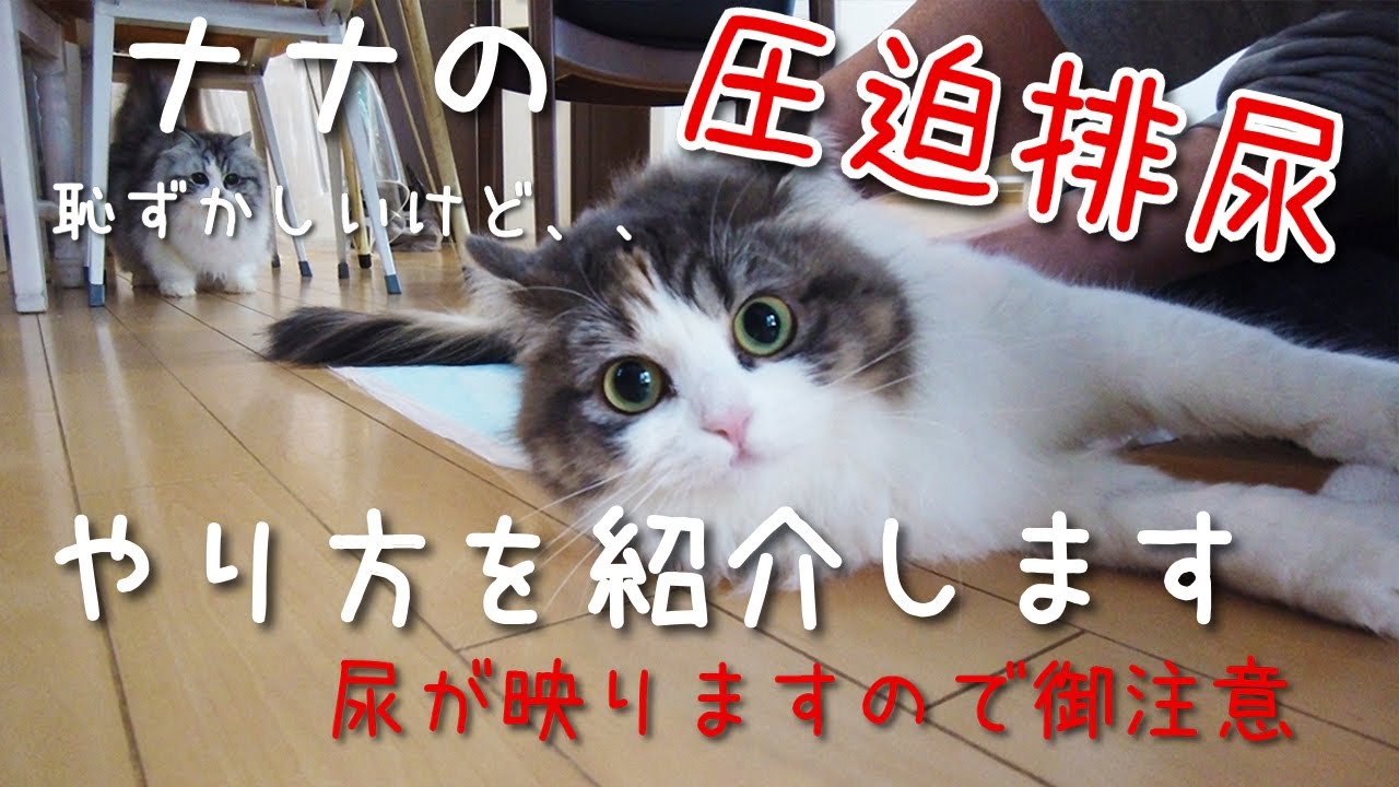 ナナの圧迫排尿のやり方を紹介します。