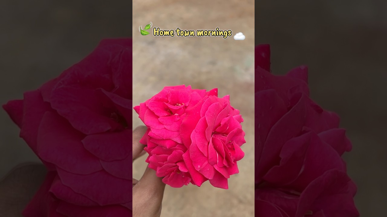 MiniVlog 11-No sun. No rain. Just cold & calm 