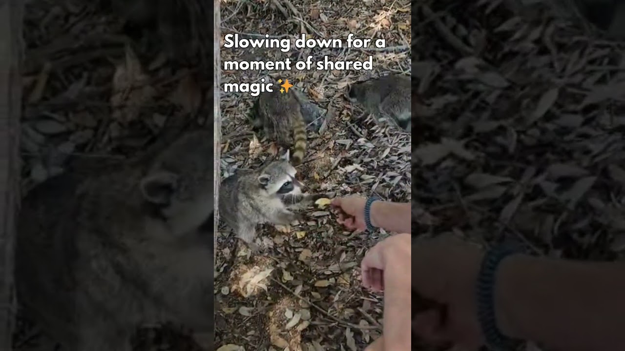 Feeding raccoons in the Yucatán.