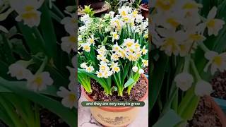 Easy Tips to Grow Daffodils in Water & Soil | Beautiful Blooms Made Simple! Easy Tips to Grow Daffodils in Water & Soil | Beautiful Blooms Made Simple!