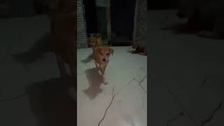 #cat#pups