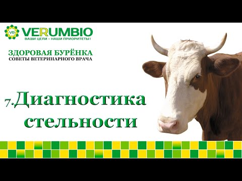 Классические методы диагностики стельности