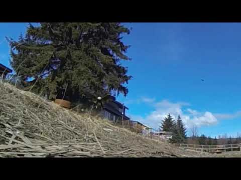 نسر ينقض على فريسته بالعرض البطئ