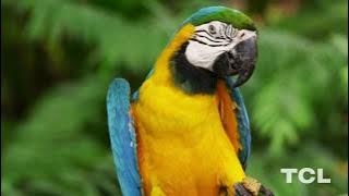 TCL HD Demo: Colorful Beauty of Nature