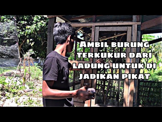 ambil burung terkukur dari ladung untuk di jadikan pikat class=