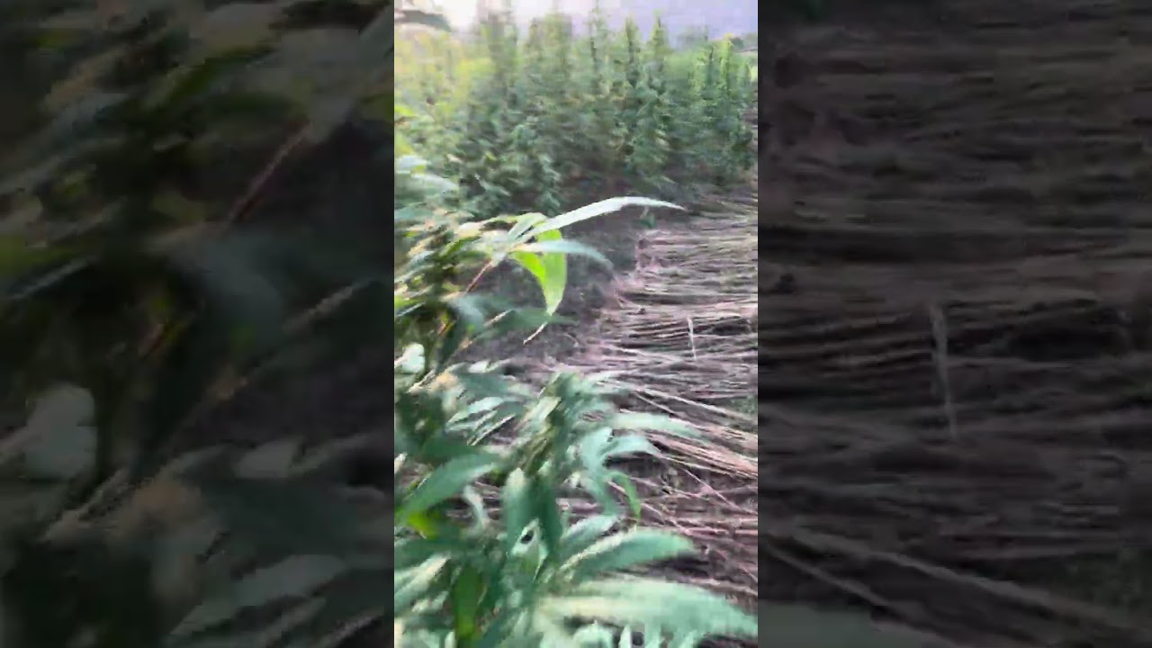 Tirah Valley, Pakistan 10. Footage courtesy Landrace Genetics
