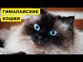 Гималайская кошка плюсы и минусы породы | Породы кошек |  Гималайская порода кошек | Кошки