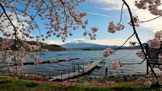 How to Experience the Breathtaking Beauty of Mount Fuji and Cherry Blossoms in Spring