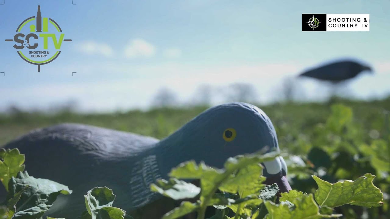 Shooting & Country TV Andy Crow's pigeon shooting tips for beginners