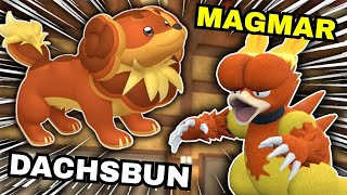 Dachsbun SUN Team! Reg H Pokemon VGC Competitive Doubles Wifi Battle