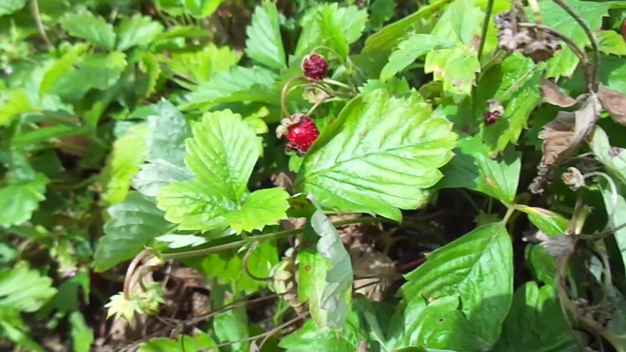 Скромная красота природы - YouTube