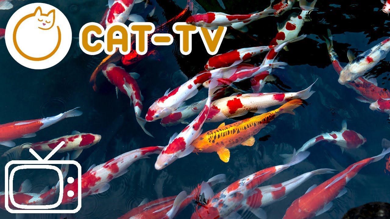 FISH GAME FOR CATS ONLINE - Catching Koi Fish. — TV BINI