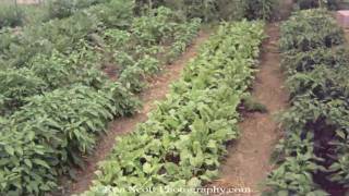 A hoop house growing season ... timelapsed.