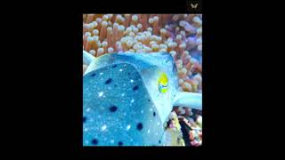 "Claws vs. Tentacles: The Epic Battle Between a Crab and a Cuttlefish" #fighting #seafood #trending