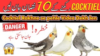 Cockatiel parrot rakhne ke 10 nuksan | cockatiel bird tips for beginners | cockatiel breeding tips screenshot 4
