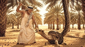 Heroic Rescue Team Saves Baby Camel from Giant Python Attack in Desert Garden