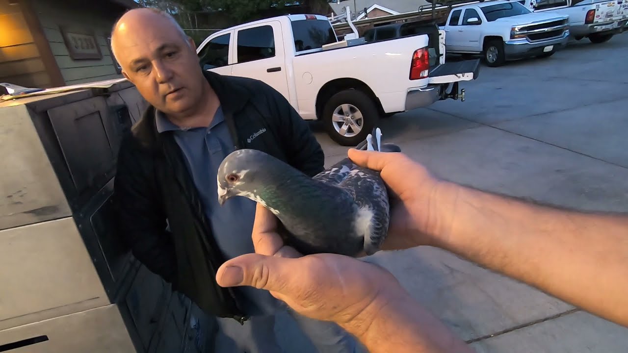 Подготовка СПОРТИВНЫХ голубей к запускам на 320 км, в Калифорнии 10 апреля 2021.