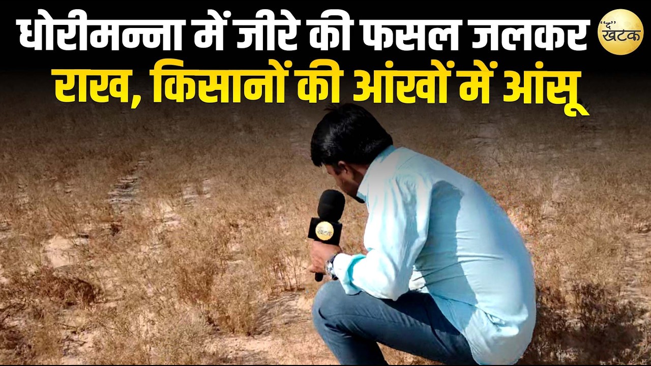 धोरीमन्ना क्षेत्र में जीरे की फसल जलकर राख, किसानों की आंखों में आंसू -अब सरकार से मुआवजे की उम्मीद!