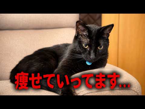 猫の黒ちゃんねる - YouTube