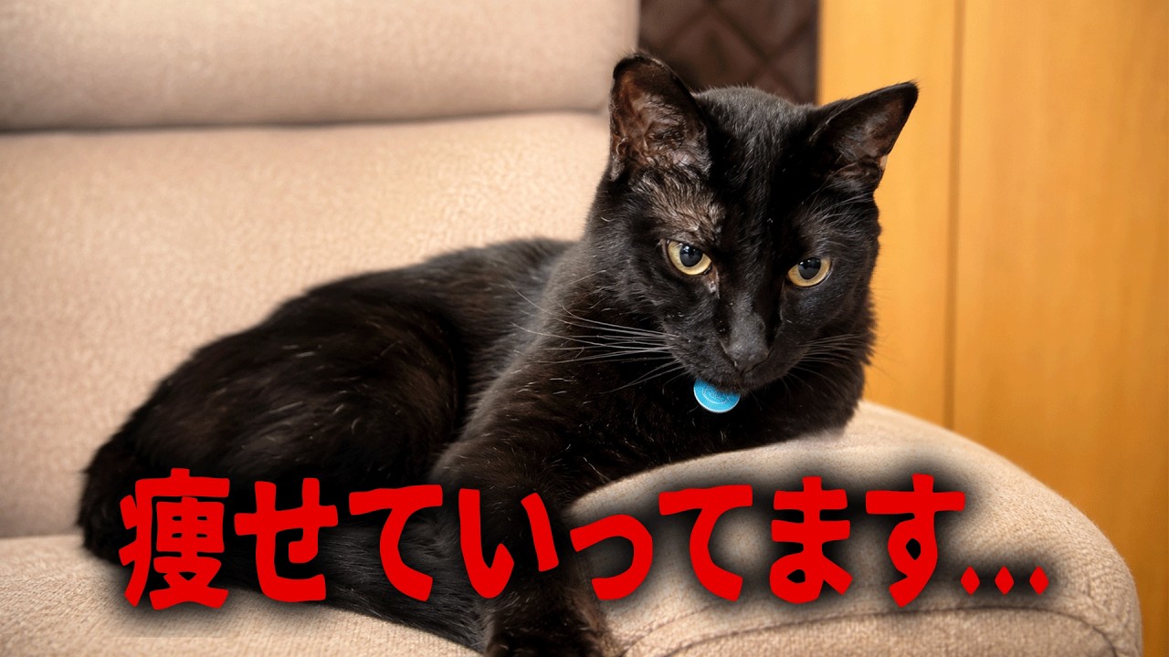 黒ちゃんが痩せ続けているので、原因を探したら、、、